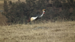 Balearica regulorum regulorum