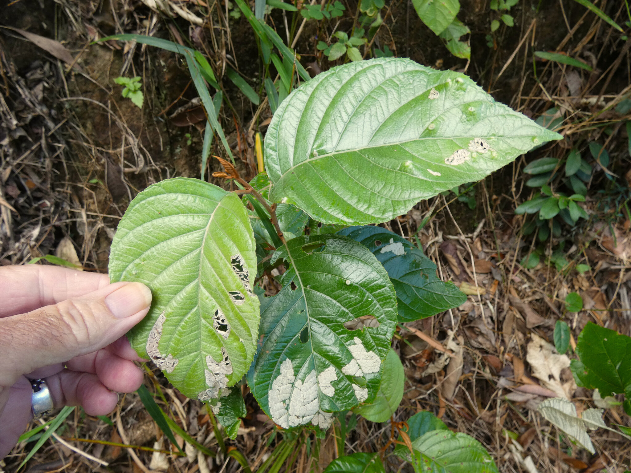 Argophyllum curtum