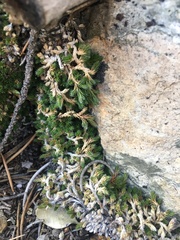 Selaginella asprella