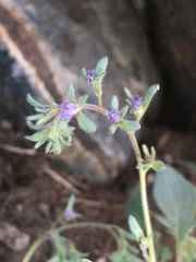 Phacelia austromontana