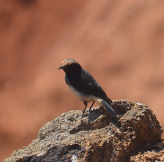 Oenanthe lugubris schalowi