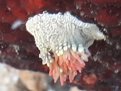 Bunodosoma californica