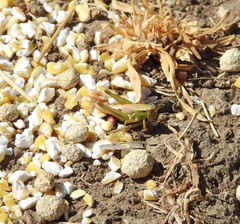 Melanoplus marginatus