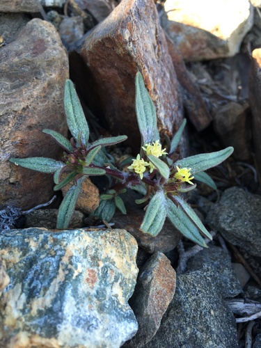 Image of Orochaenactis thysanocarpha by (c) Matt Berger, some rights reserved (CC BY)