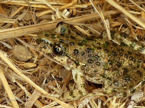 Iberian parsley frog