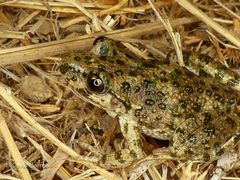 Iberian Parsley Frog photo 3