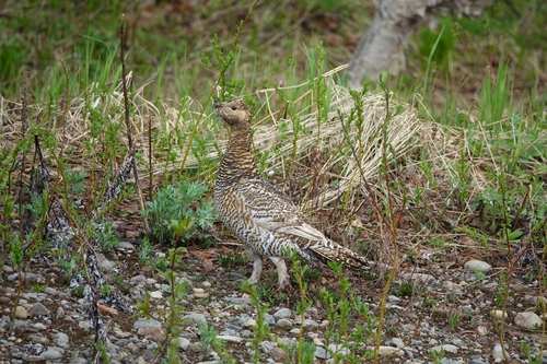 Black-billed Capercaillie (Tetrao urogalloides), photo 4