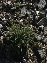 Chaenactis santolinoides