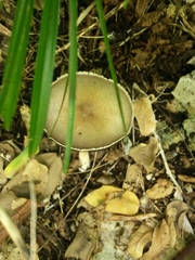 Fungi