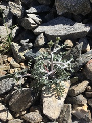 Chaenactis douglasii