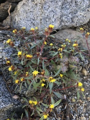 Orochaenactis thysanocarpha