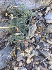 Lomatium nevadense