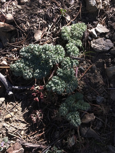 Image of Owens Peak Lomatium (Lomatium shevockii) by (c) Matt Berger, some rights reserved (CC BY)