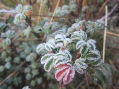 Polylepis rodolfo-vasquezii