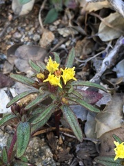 Orochaenactis thysanocarpha