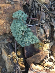 Lomatium shevockii