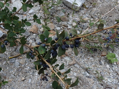 Berberis asiatica, photograph (c) Patricia Rose, some rights reserved (CC BY)