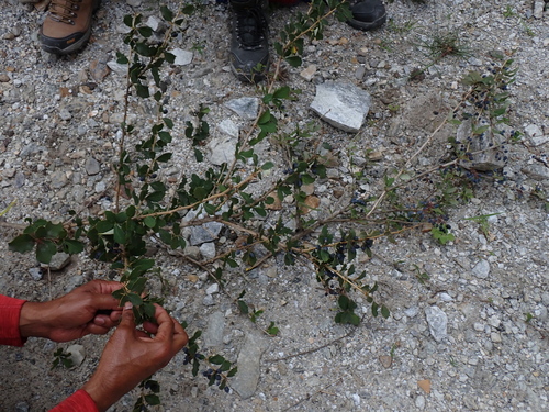 Berberis asiatica, photograph 1