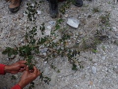 Berberis asiatica, photograph (c) Patricia Rose, some rights reserved (CC BY)