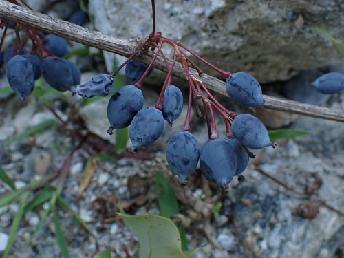 Berberis asiatica, photograph 3