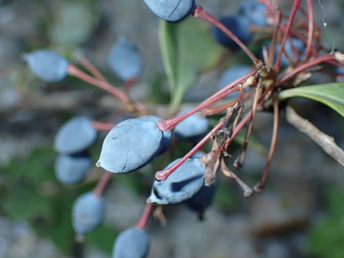 Berberis asiatica, photograph 5