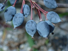 Berberis asiatica, photograph (c) Patricia Rose, some rights reserved (CC BY)