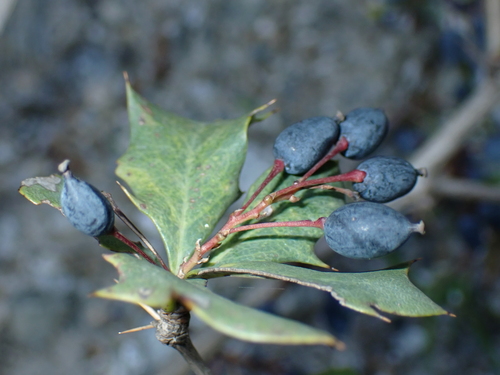 Berberis asiatica, photograph 4