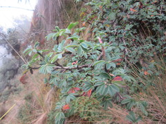 Polylepis rodolfo-vasquezii