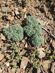 Lomatium shevockii
