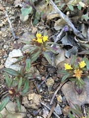 Orochaenactis thysanocarpha