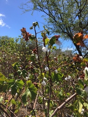 Gossypium tomentosum