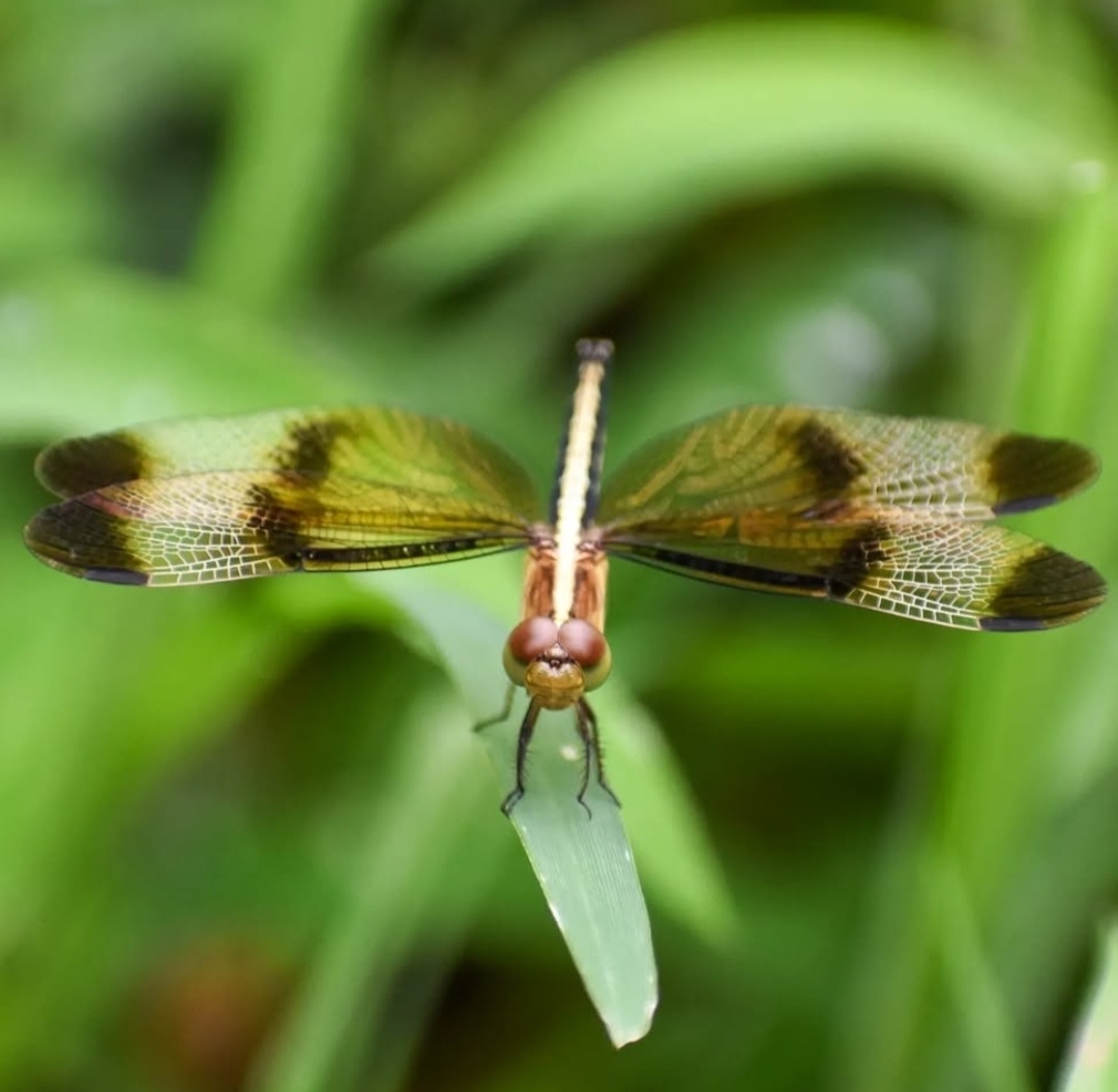Pied Paddy Skimmer