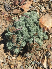 Lomatium shevockii