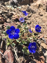 Phacelia nashiana