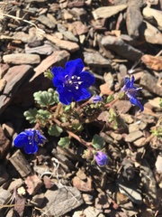 Phacelia nashiana