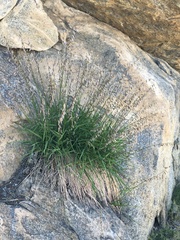 Melica stricta