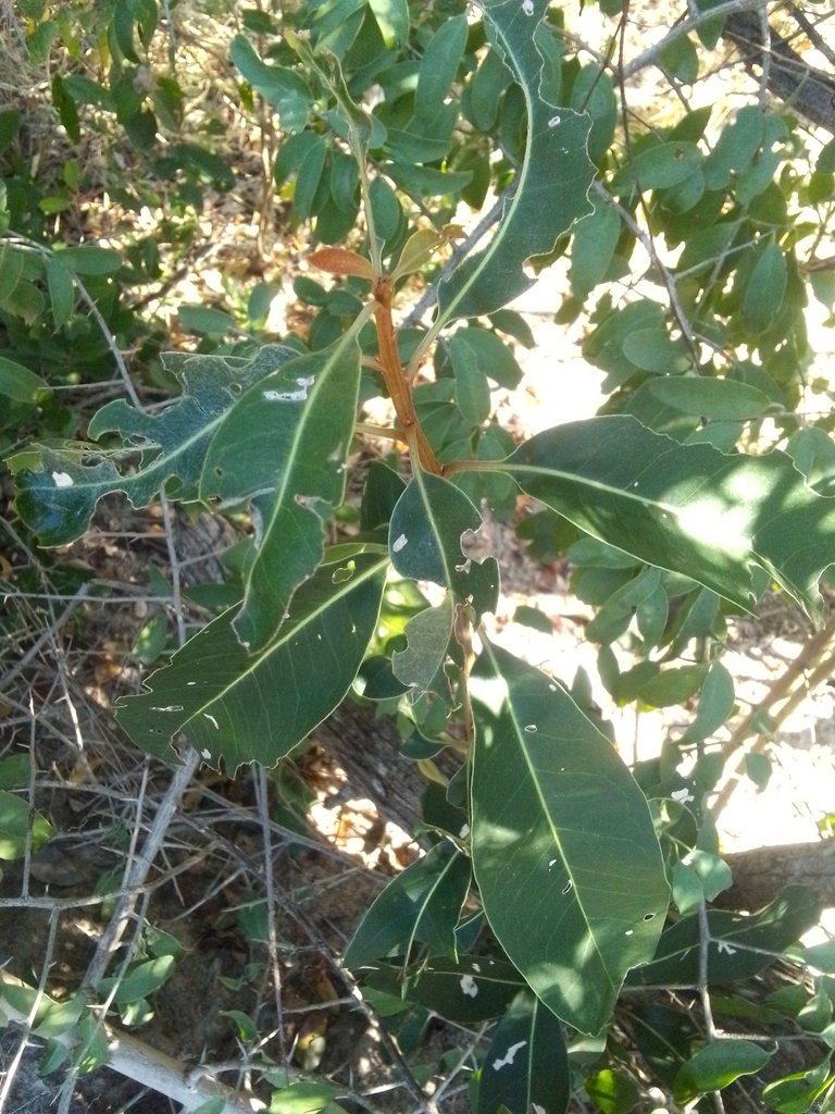 Shrub