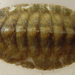 Eastern Beaded Chiton - Photo (c) cyric, some rights reserved (CC BY-NC-SA), uploaded by cyric