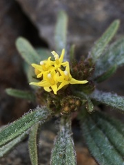 Orochaenactis thysanocarpha