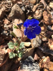 Phacelia nashiana