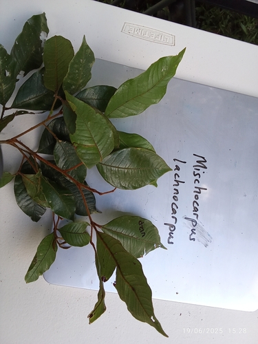 Mischocarpus lachnocarpus observed 2025-06-19