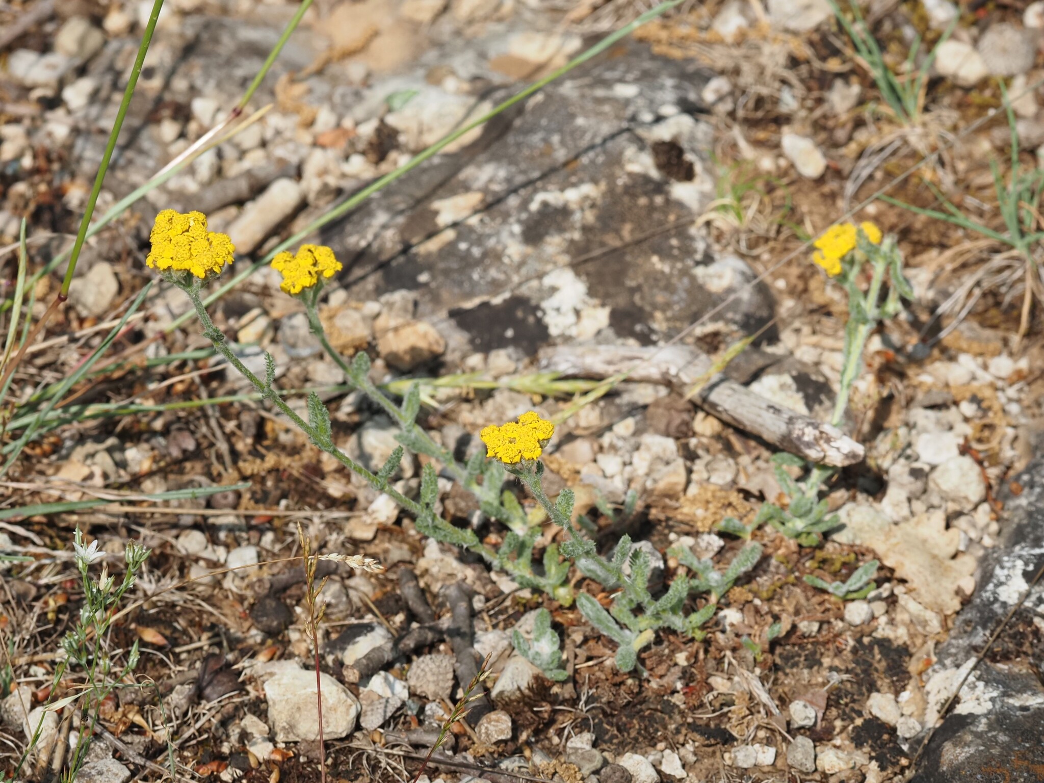 Achillea Tomentosa (Achillea tomentosa)