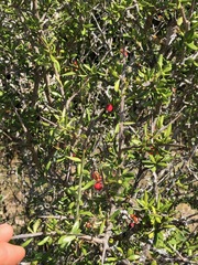 Castela erecta texana