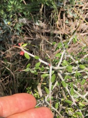 Castela erecta texana