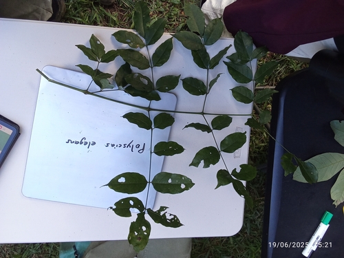 Polyscias elegans observed 2025-06-19