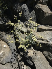 Eriogonum saxatile