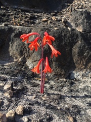 Cyrtanthus ventricosus