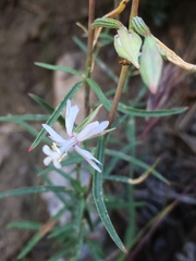 Clarkia xantiana parviflora