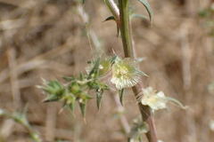 Salsola