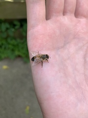 Apis mellifera